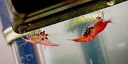 Photo of two red pregnant Opae Ula shrimp.